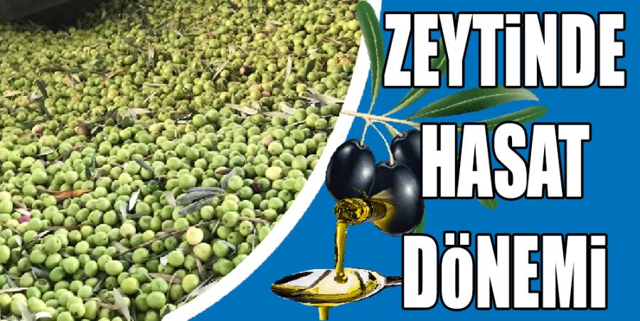 ZEYTİNDE HASAT DÖNEMİ
