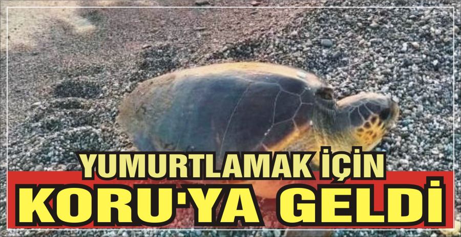 YUMURTLAMAK İÇİN KORU’YA GELDİ