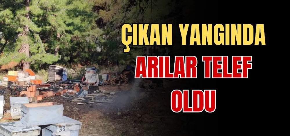 ÇIKAN YANGINDA ARILAR TELEF OLDU 