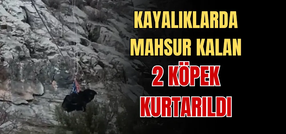KAYALIKLARDA MAHSUR KALAN 2 KÖPEK KURTARILDI 