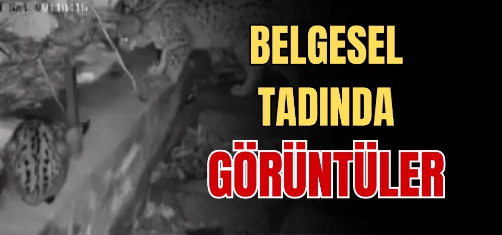 BELGESEL TADINDA GÖRÜNTÜLER 