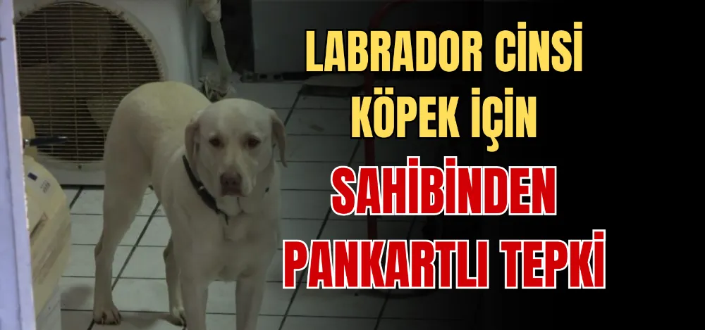 LABRADOR CİNSİ KÖPEK İÇİN SAHİBİNDEN PANKARTLI TEPKİ 