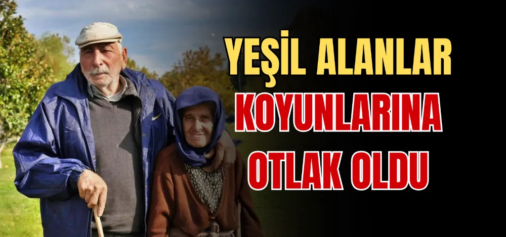 YEŞİL ALANLAR KOYUNLARINA OTLAK OLDU 