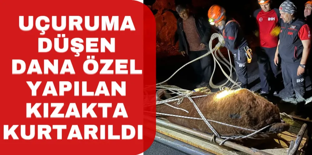 UÇURUMA DÜŞEN DANA ÖZEL YAPILAN KIZAKLA KURTARILDI