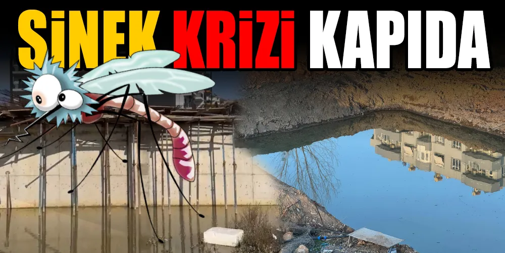 SİNEK KRİZİ KAPIDA