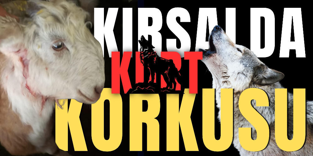 Gökçesaray’da kurt korkusu: Hayvanları dışarı çıkaramıyoruz!