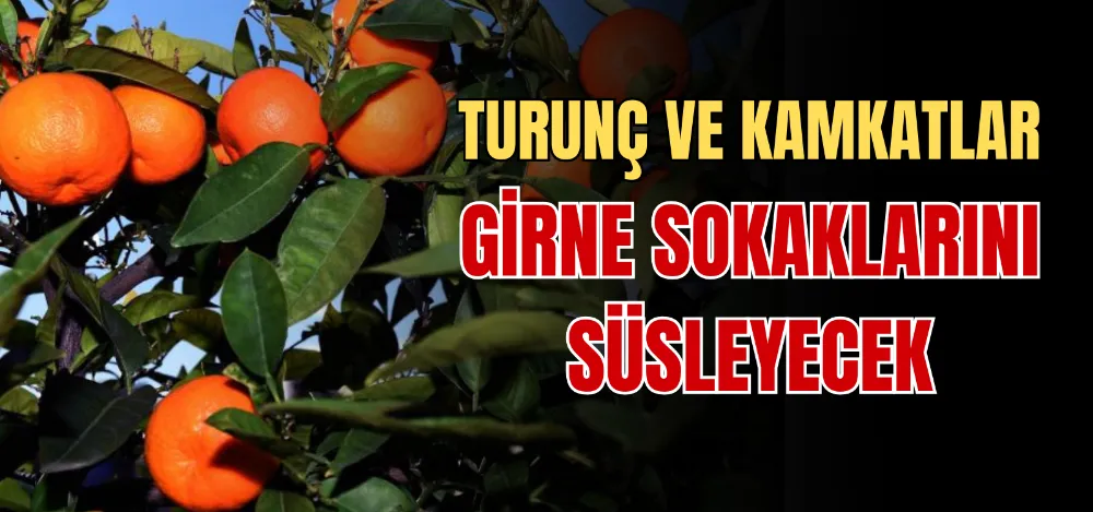 TURUNÇ VE KAMKATLAR GİRNE SOKAKLARINI SÜSLEYECEK 