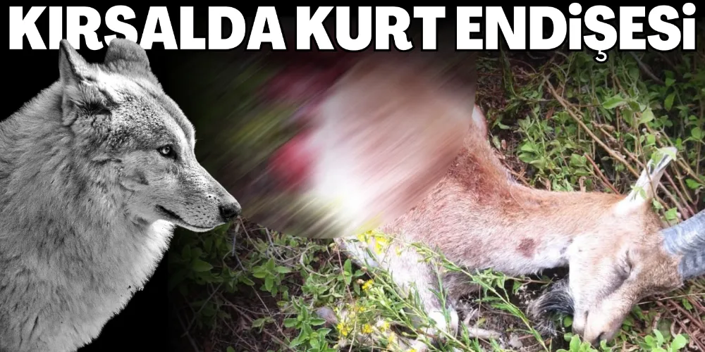 KIRSALDA KURT ENDİŞESİ