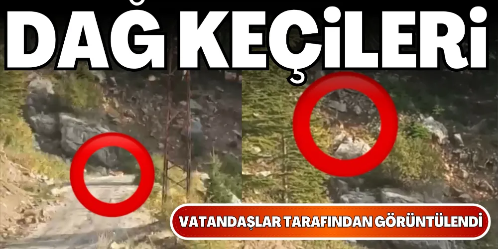 DAĞ KEÇİLERİ BÖYLE GÖRÜNTÜLENDİ