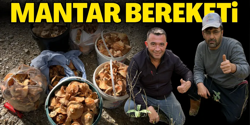 YAĞIŞLAR MANTAR BEREKETİ GETİRDİ