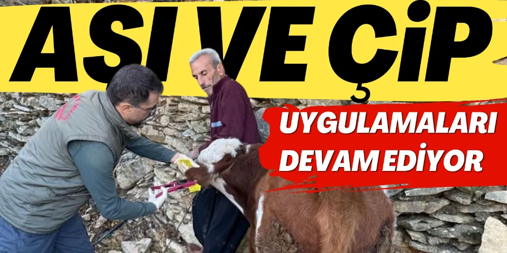 AŞI VE ÇİP ÇALIŞMALARI DEVAM EDİYOR
