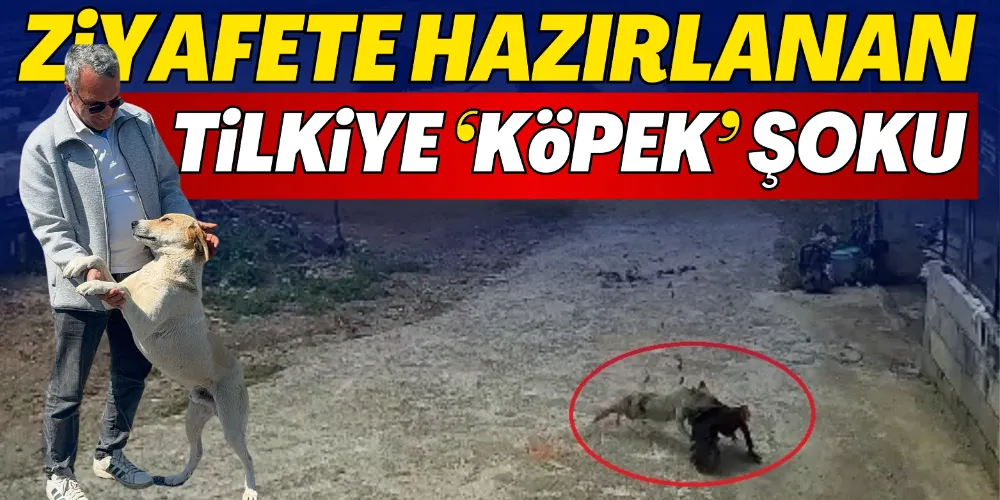 ZİYAFETE HAZIRLANAN TİLKİYE ‘KÖPEK’ ŞOKU