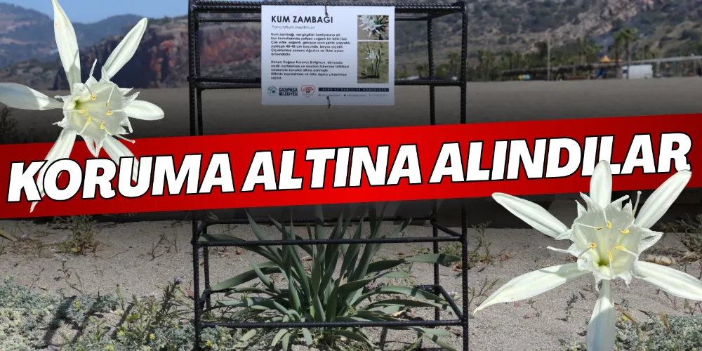 KUM ZAMBAKLARINA ÖZEL KORUMA