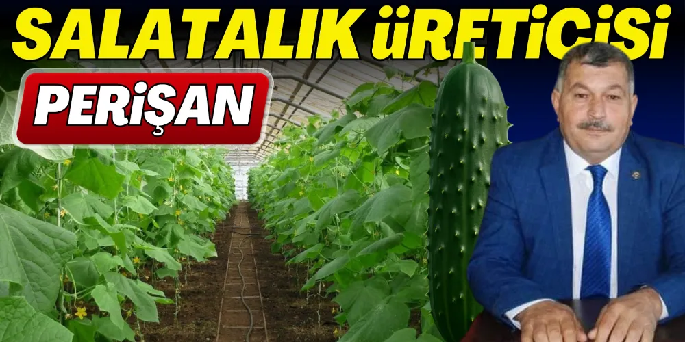 SALATALIK ÜRETİCİSİ PERİŞAN 