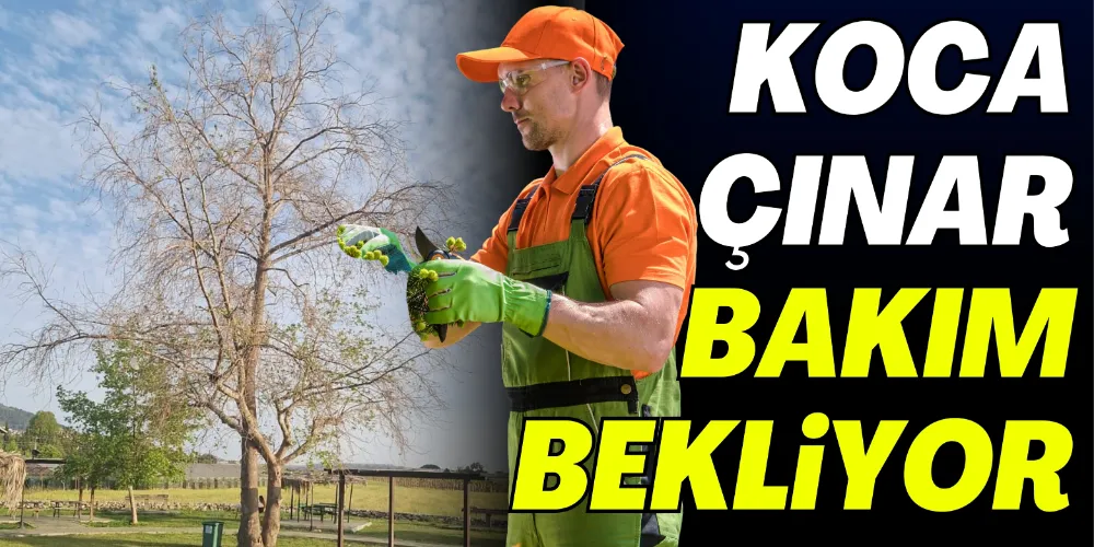KOCA ÇINAR İLGİ BEKLİYOR
