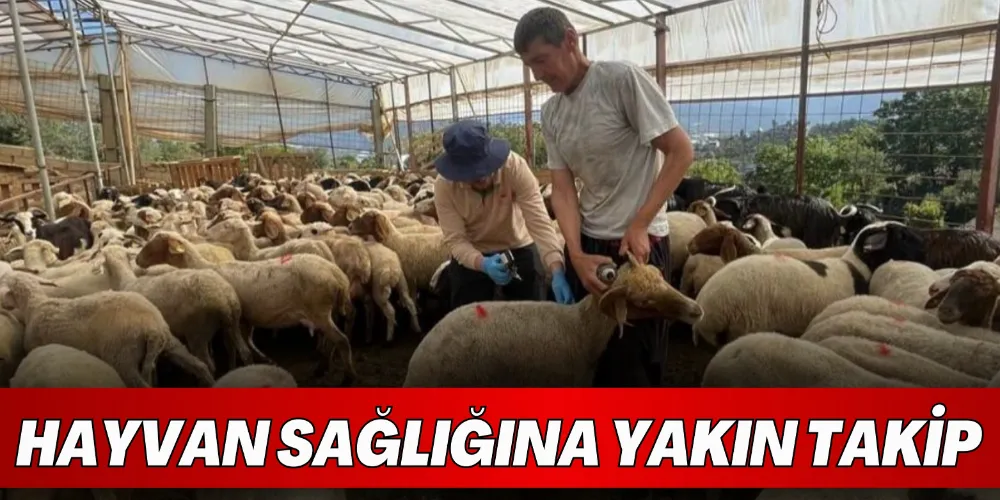HAYVAN SAĞLIĞINA YAKIN TAKİP