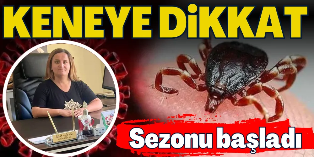 KENE SEZONU AÇILDI!