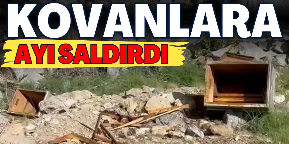 KOVANLARA AYI SALDIRDI