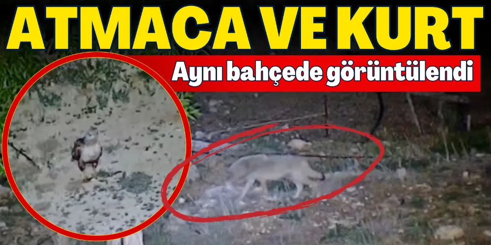 ATMACA VE KURT AYNI BAHÇEDE GÖRÜNTÜLENDİ