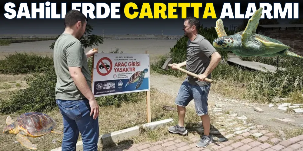SAHİLLERDE CARETTA ALARMI