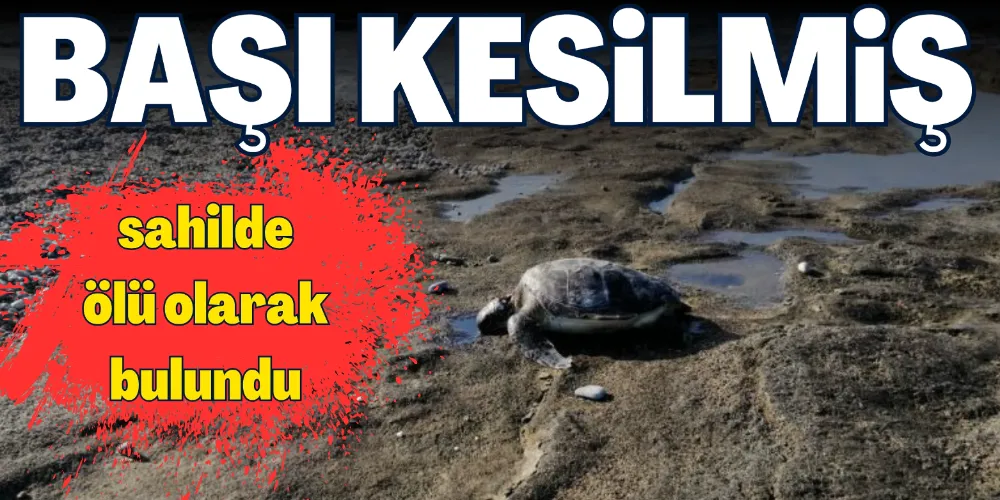 CARETTA BAŞI KESİLMİŞ HALDE ÖLÜ BULUNDU
