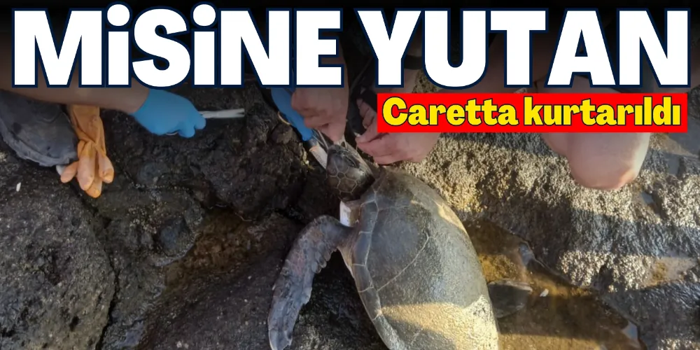 MİSİNE YUTAN CARETTA KURTARILDI