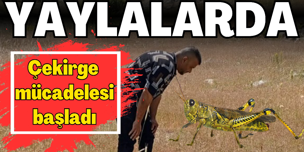 YAYLALARDA ÇEKİRGE MÜCADELESİ BAŞLADI
