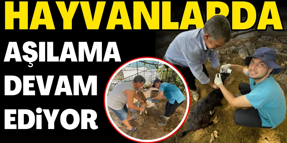 HAYVANLARDA AŞILAMA DEVAM EDİYOR