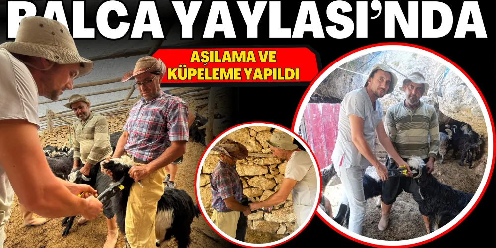 BALCA YAYLASI’NDA AŞILAMA VE KÜPELEME YAPILDI