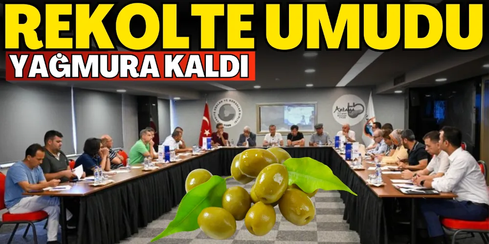 REKOLTE UMUDU YAĞMURA KALDI